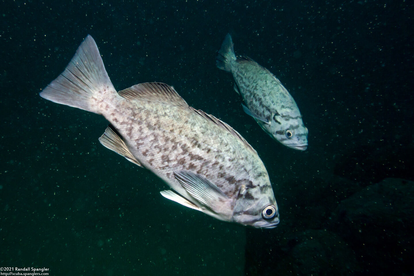 Sebastes mystinus (Blue Rockfish)