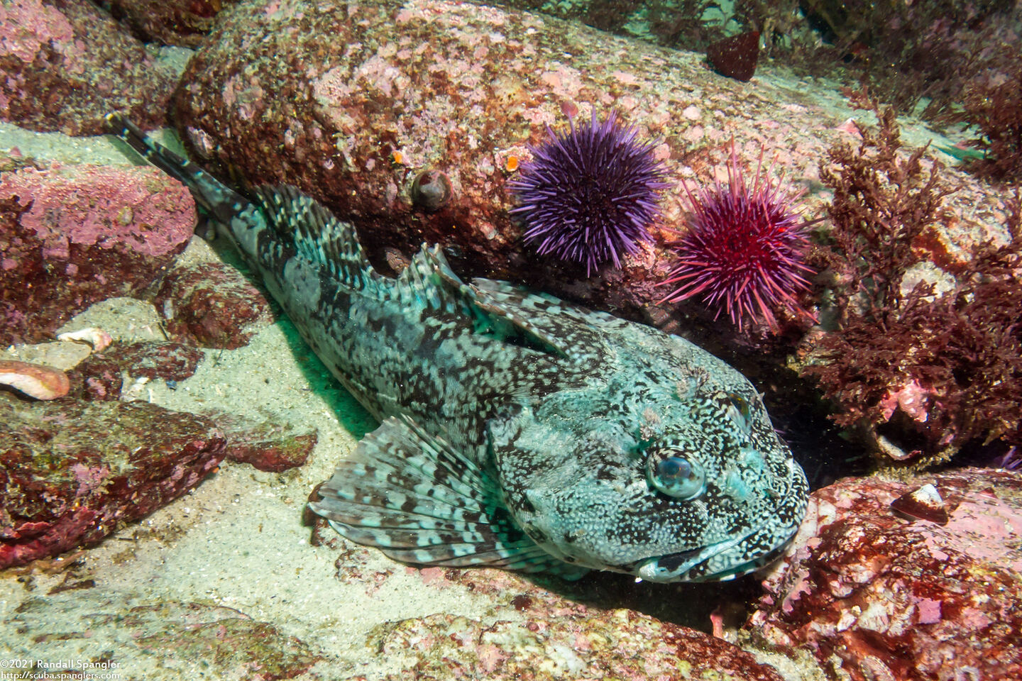 Scorpaenichthys marmoratus (Cabezon)