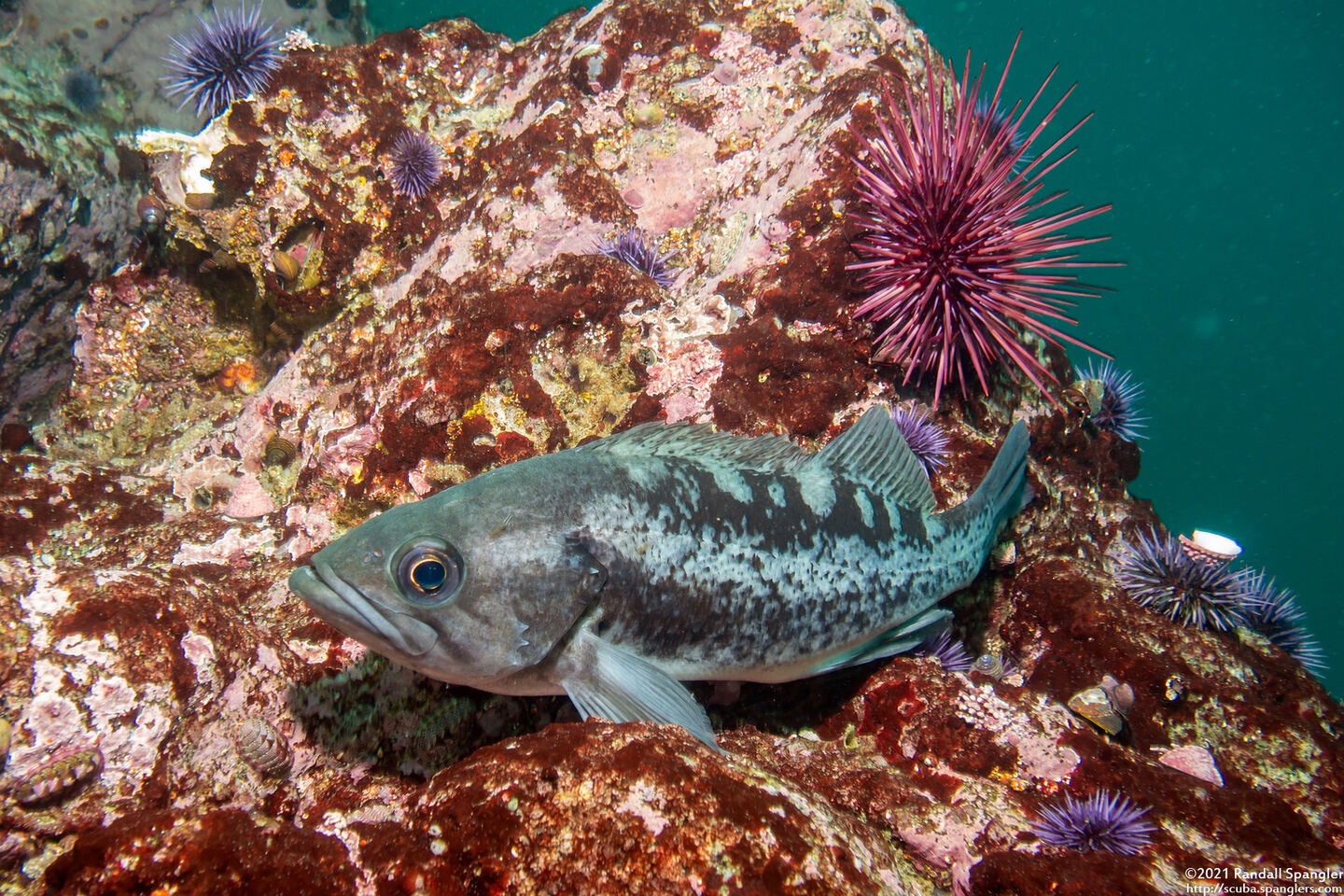 Sebastes melanops (Black Rockfish)