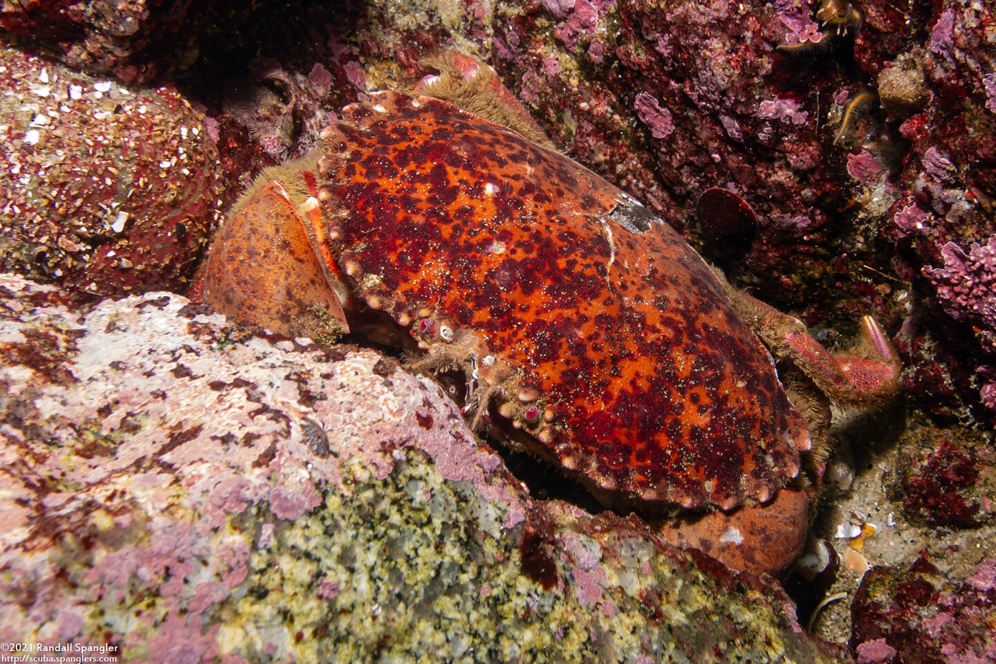 Romaleon antennarium (Pacific Rock Crab)