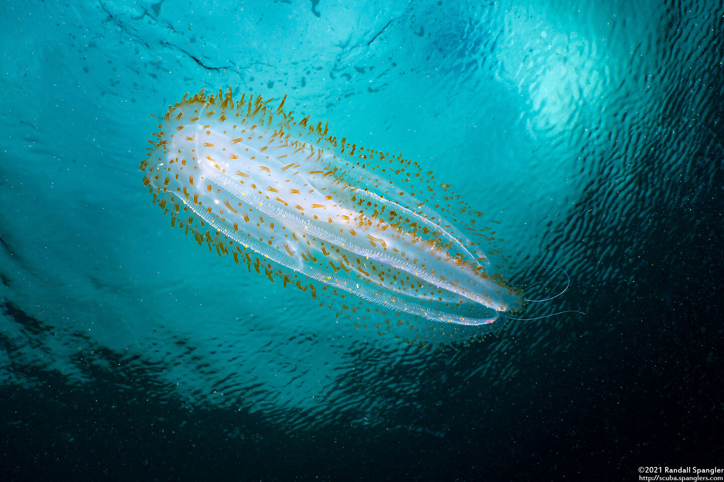 Leucothea pulchra (Leucothea Pulchra)