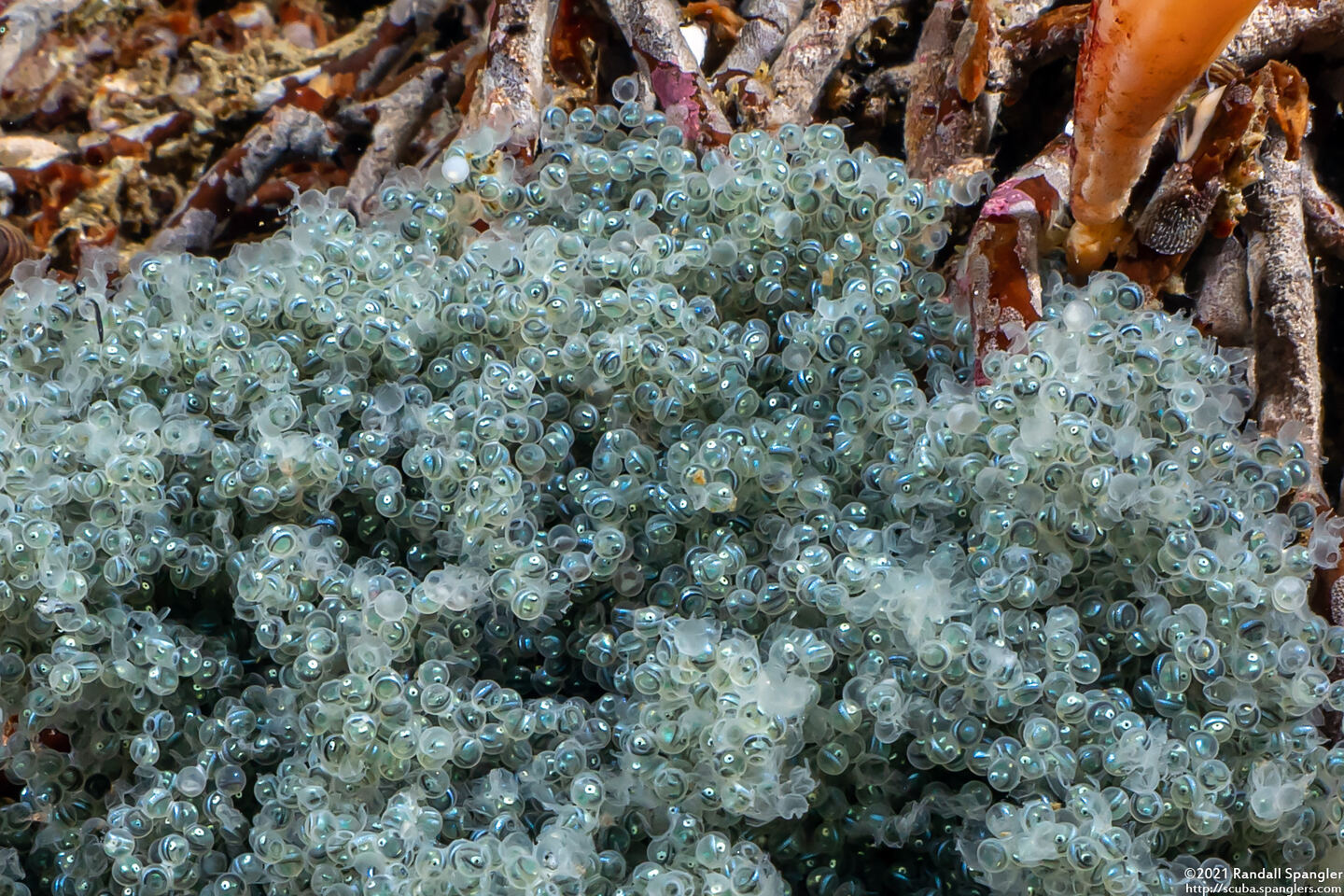 Scorpaenichthys marmoratus (Cabezon); Eggs almost ready to hatch