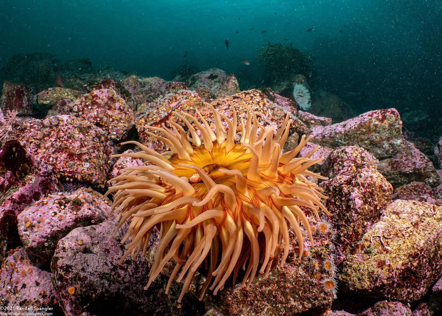 Urticina piscivora (Fish-Eating Urticina)