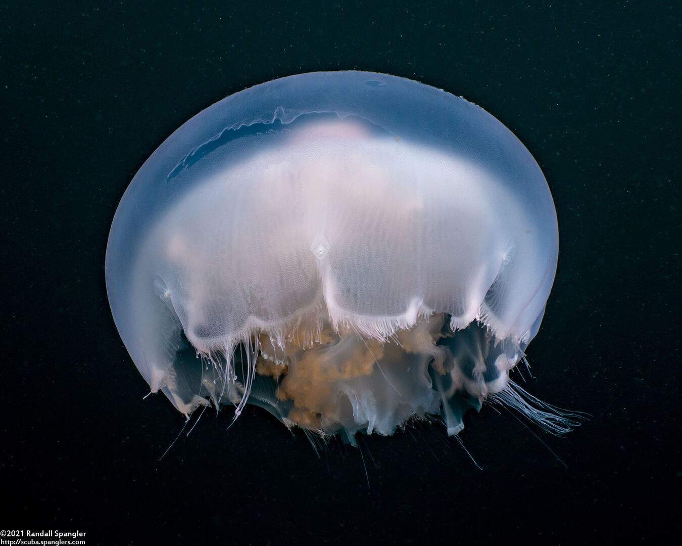 Aurelia aurita (Moon Jelly)