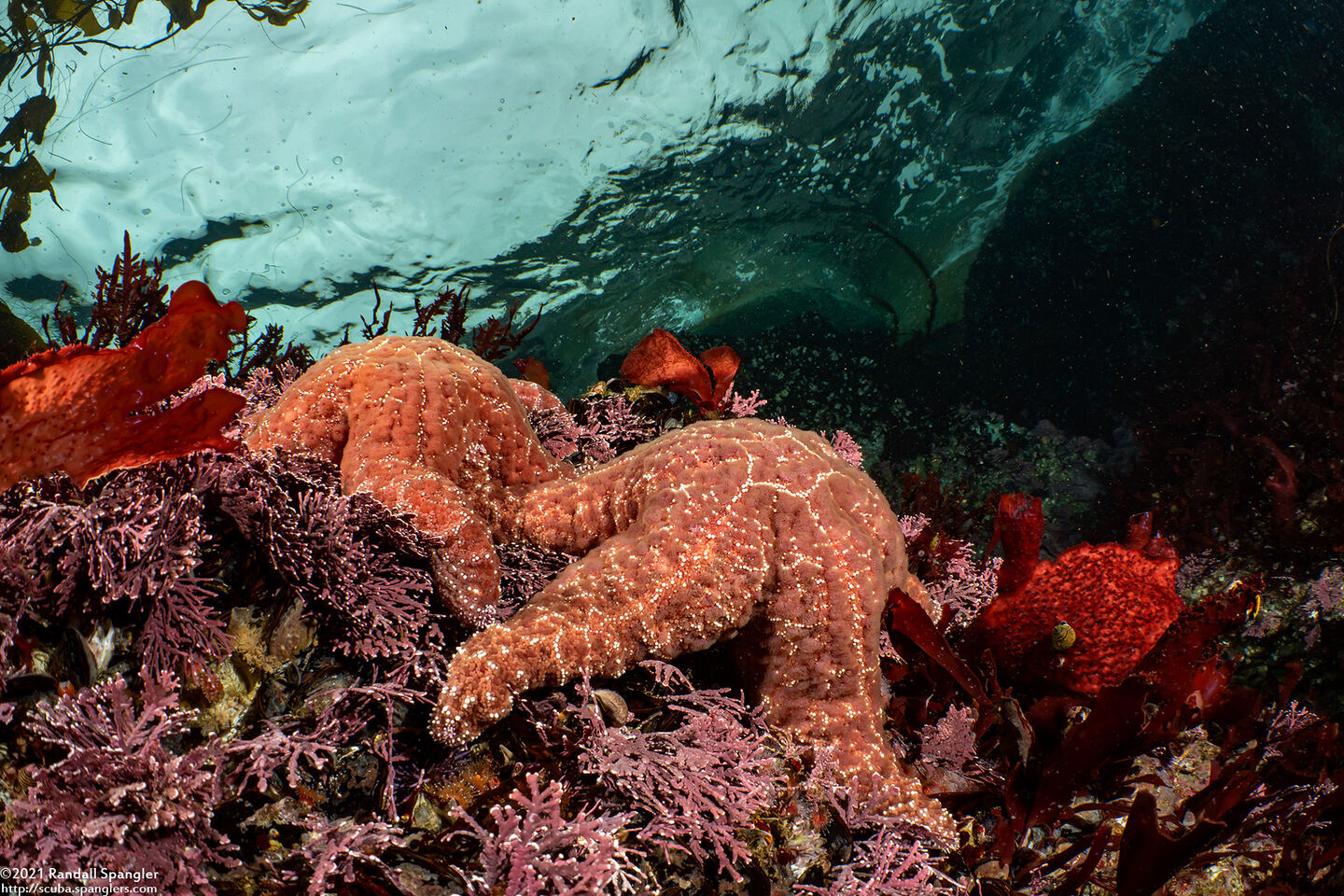 Pisaster ochraceus (Ochre Star)