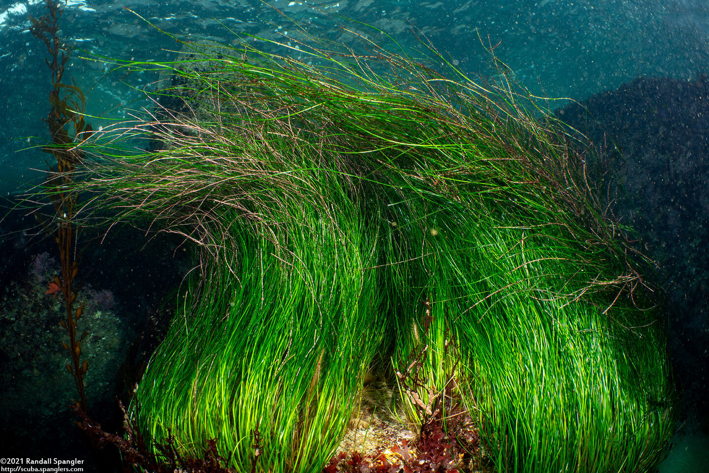 Phyllospadix scouleri (Scouler's Seagrass)