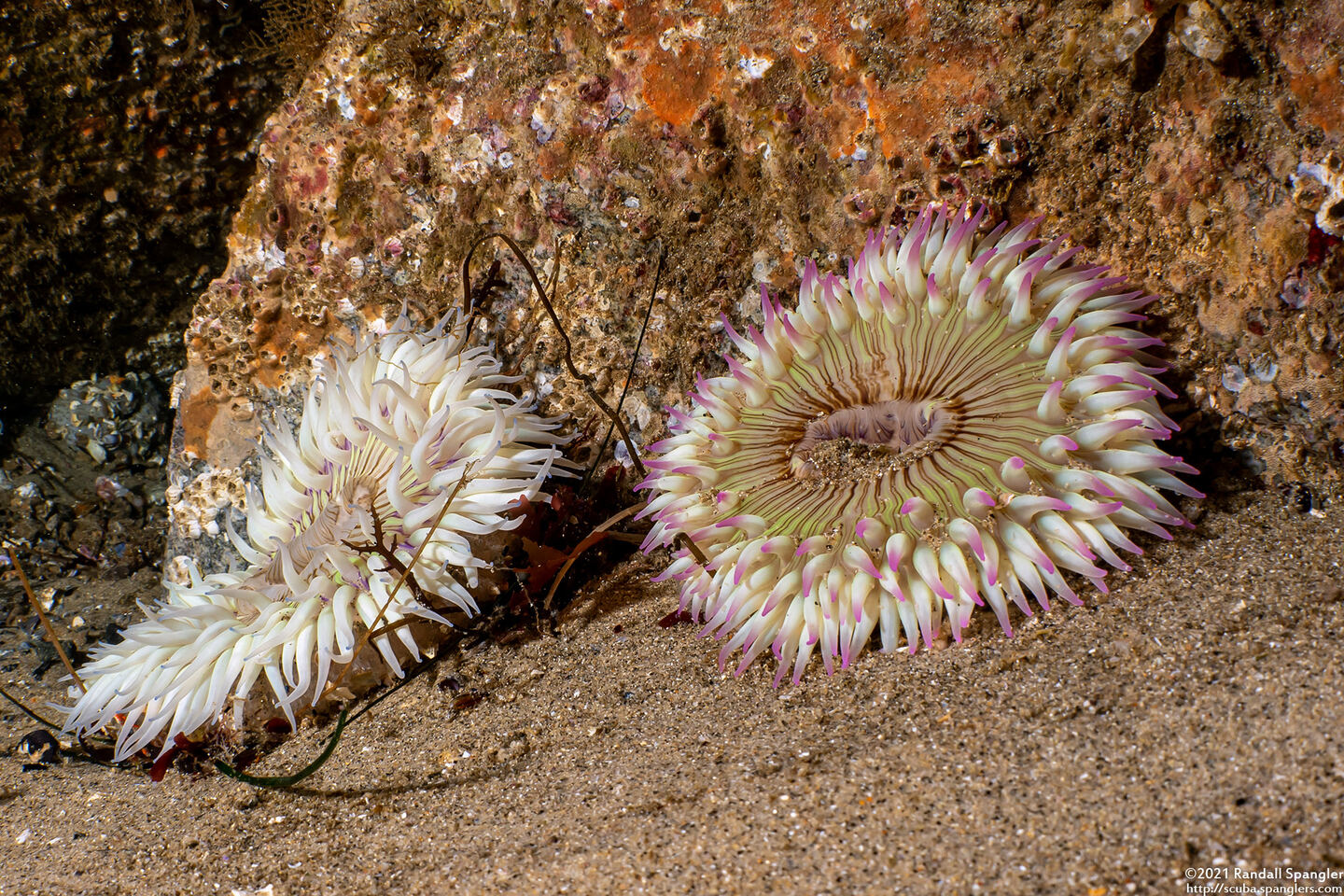 Anthopleura sola (Sunburst Anemone)
