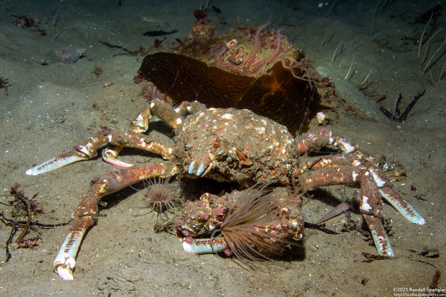 Loxorhynchus grandis (Sheep Crab)