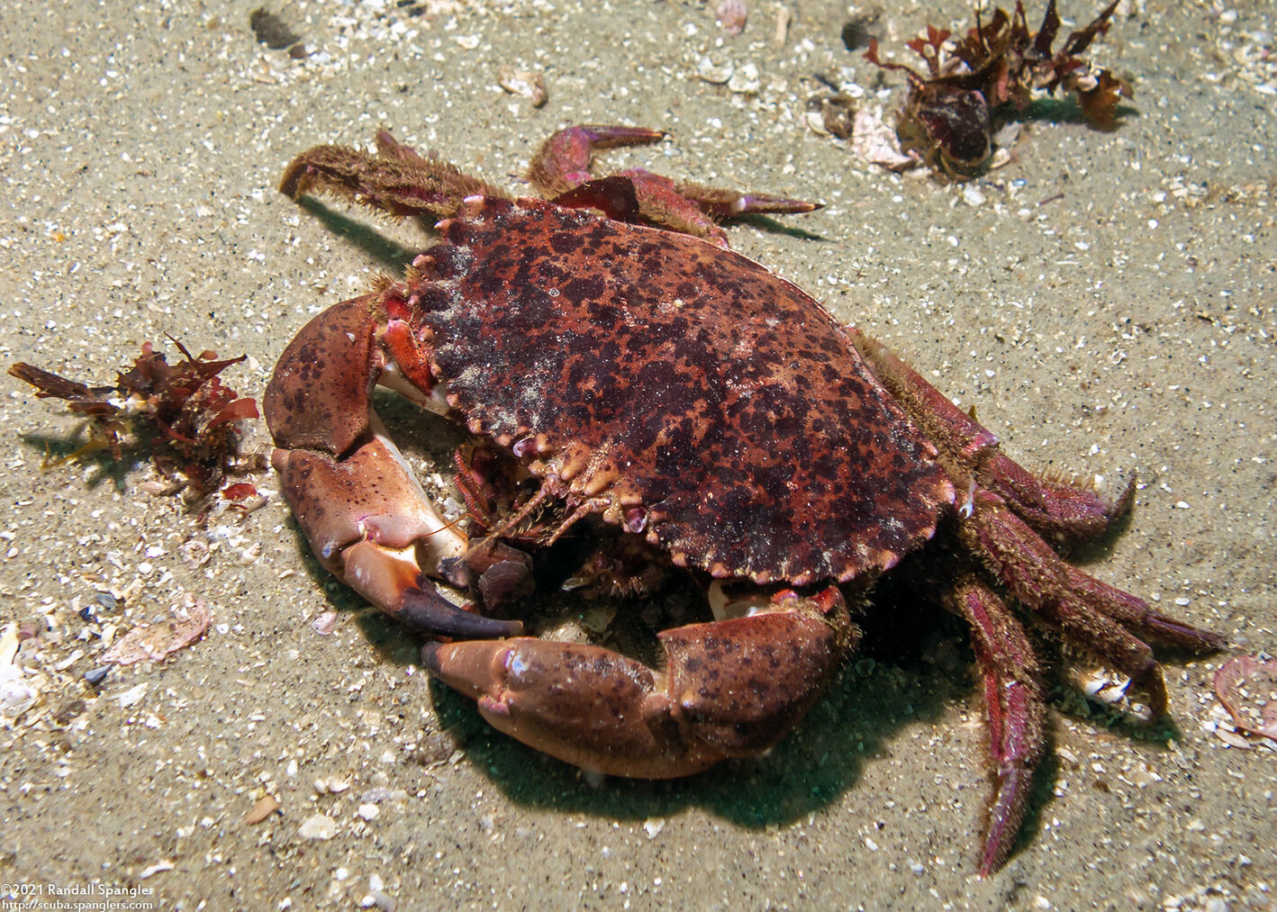 Romaleon antennarium (Pacific Rock Crab)