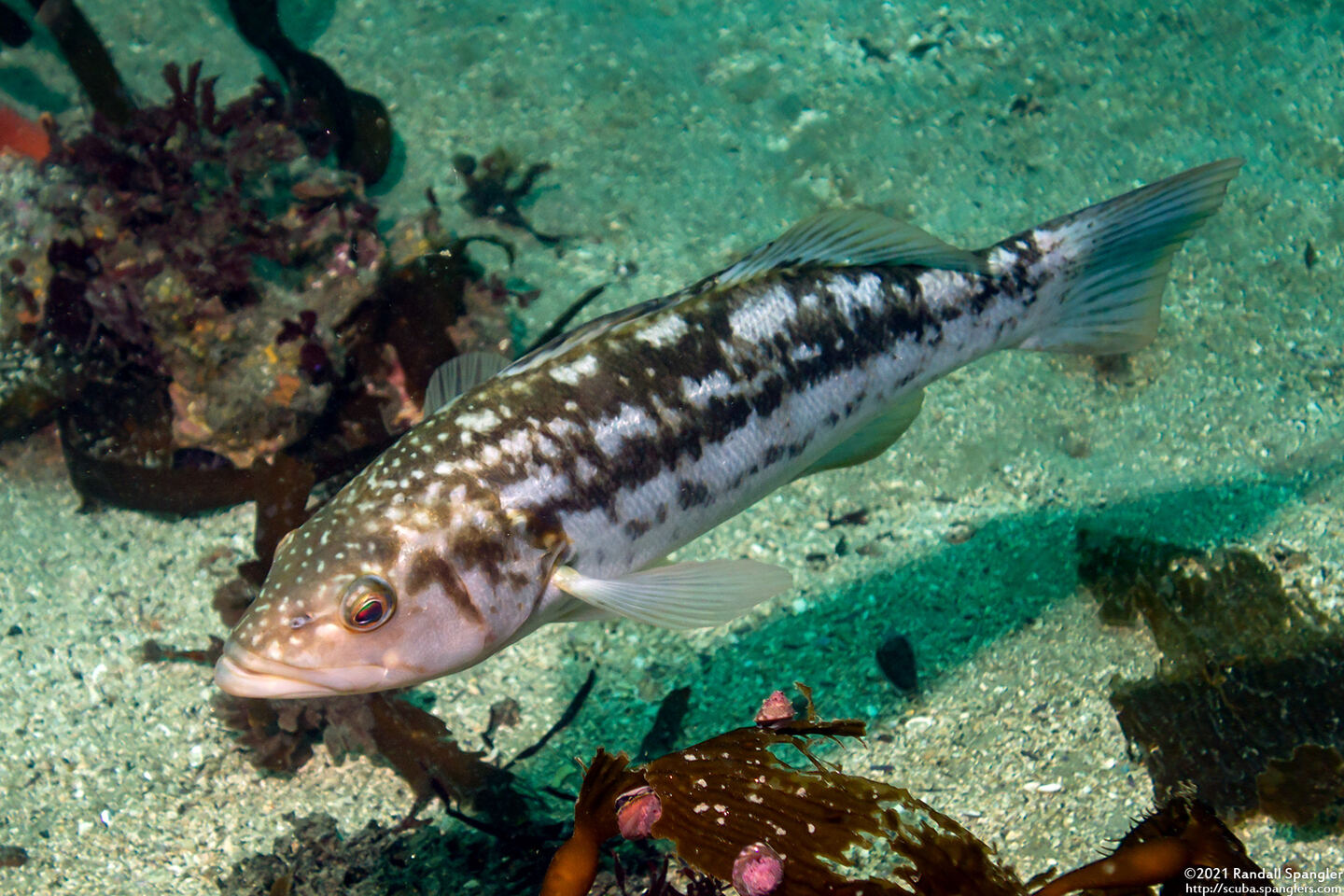 Paralabrax clathratus (Kelp Bass)