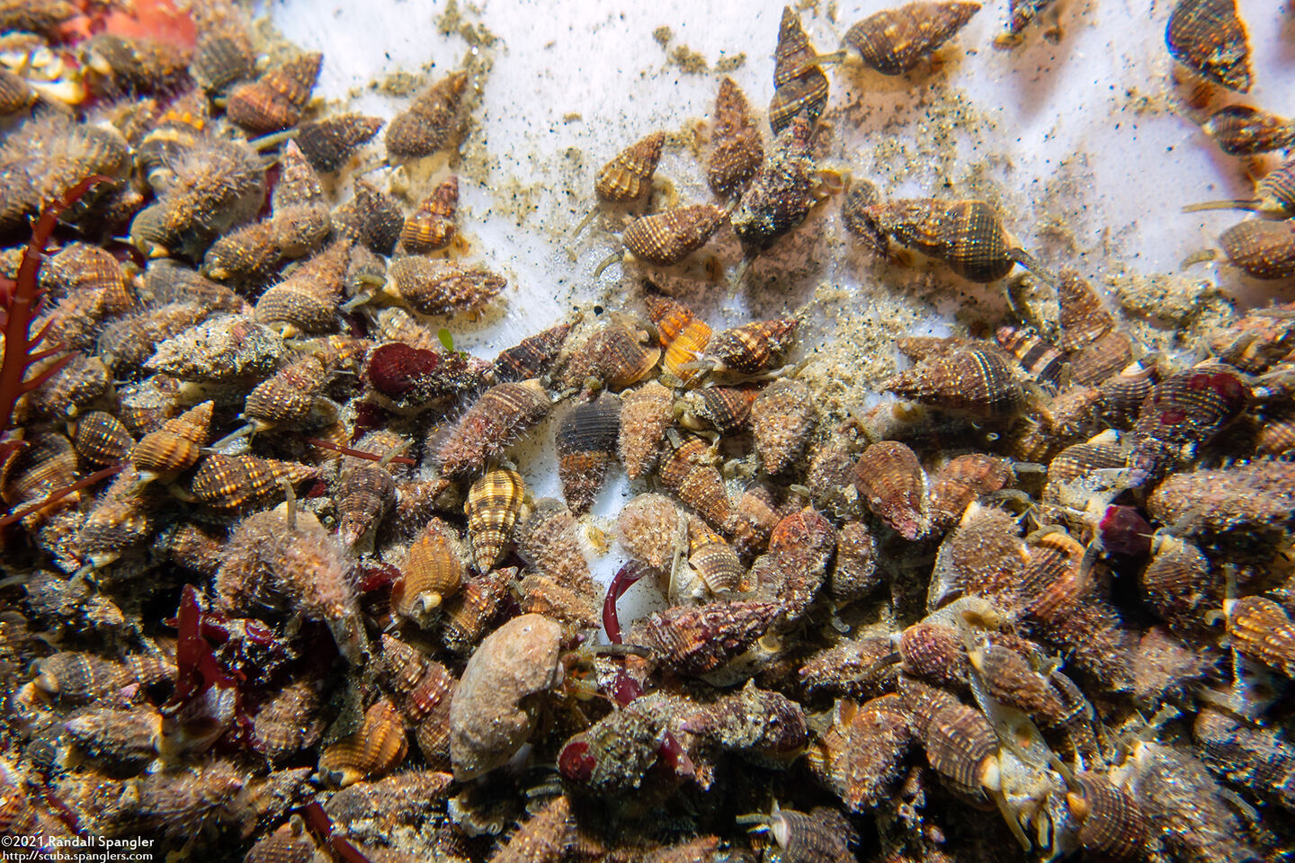 Nassarius mendicus (Western Lean Nassa)