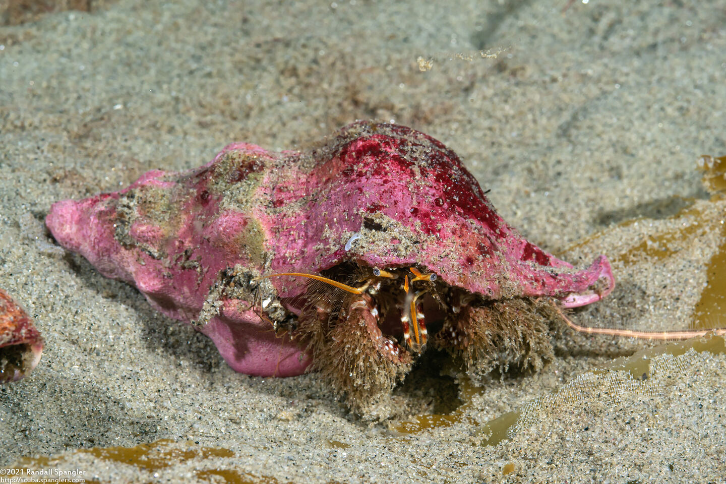 Paguristes ulreyi (Furry Hermit Crab)