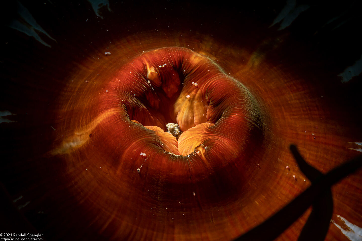 Urticina columbiana (Sand-Rose Anemone); Close-up of mouth