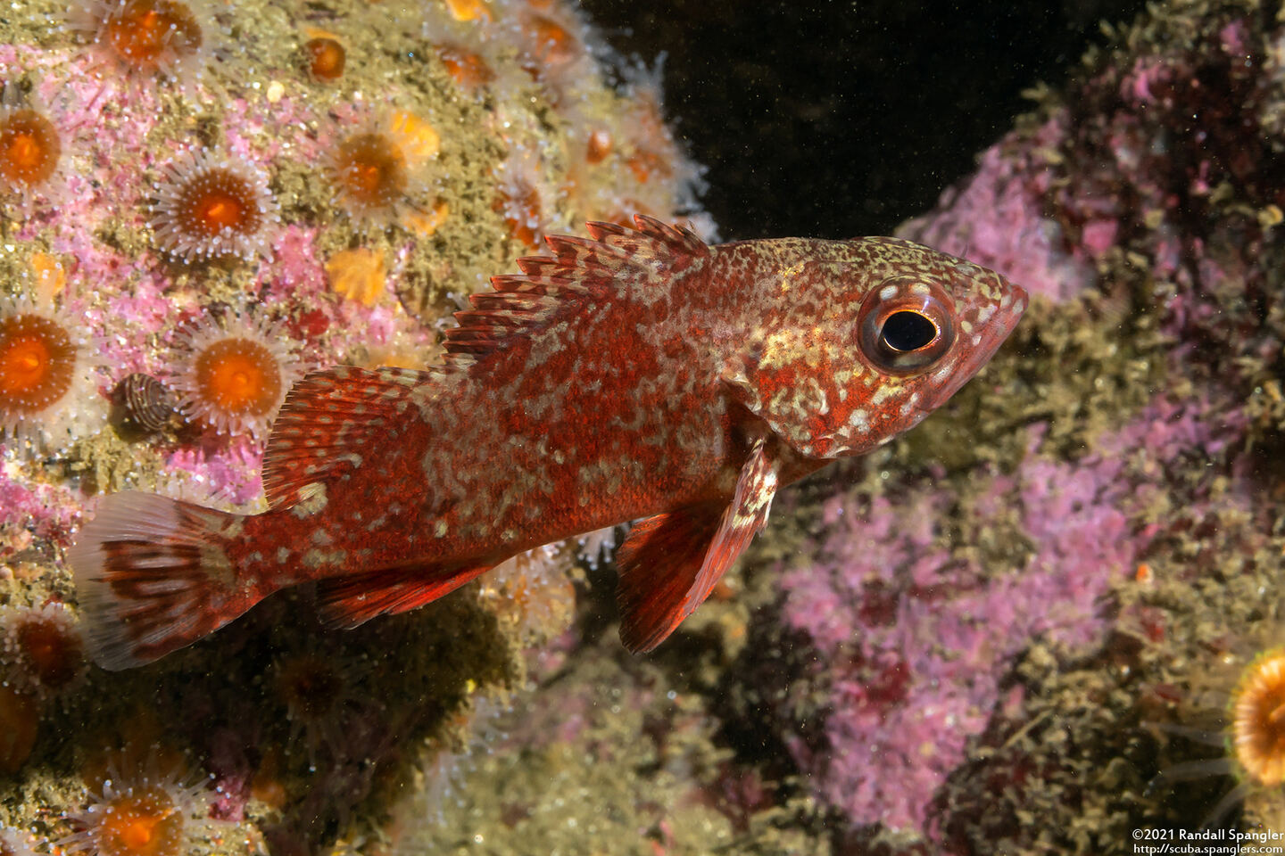 Sebastes miniatus (Vermilion Rockfish)