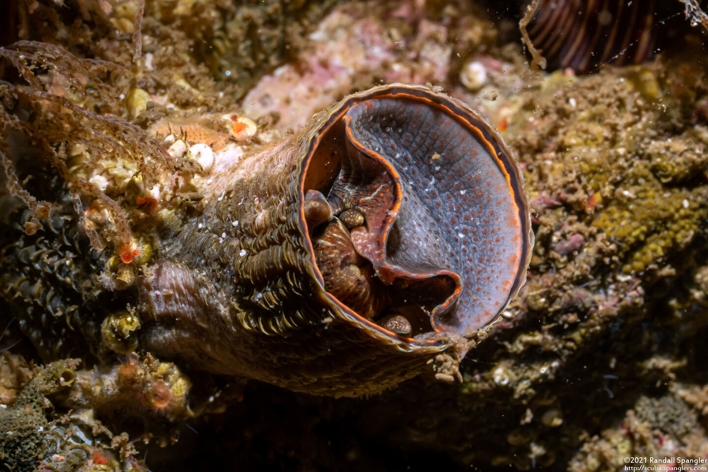 Thylacodes squamigerus (Scaled Wormsnail)