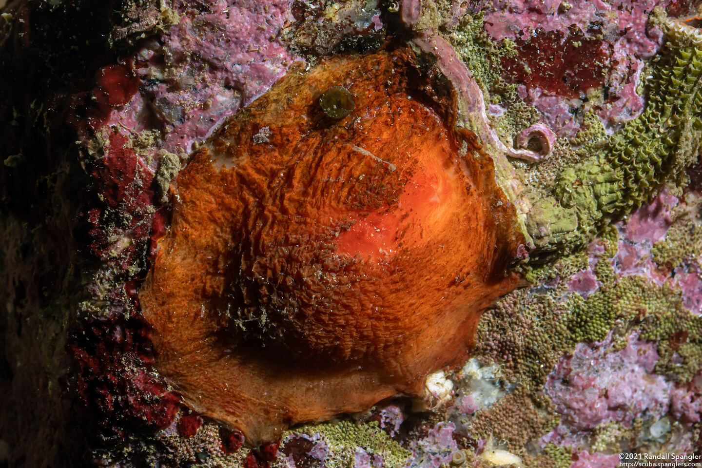 Cnemidocarpa finmarkiensis (Shiny Orange Sea Squirt)