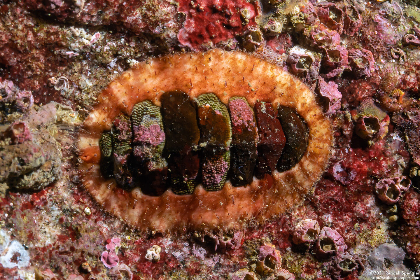 Mopalia ciliata (Hairy Chiton)