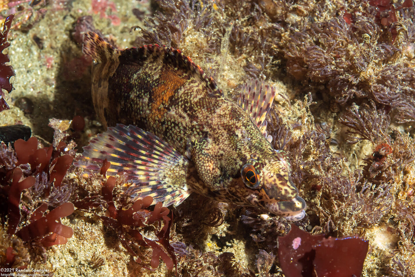Oxylebius pictus (Painted Greenling)