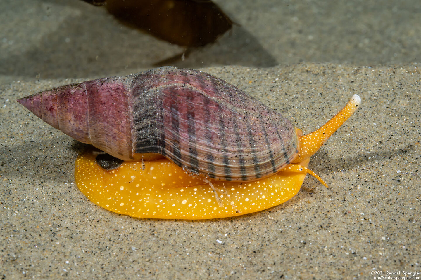 Megasurcula stearnsiana (Stearns' Turrid)