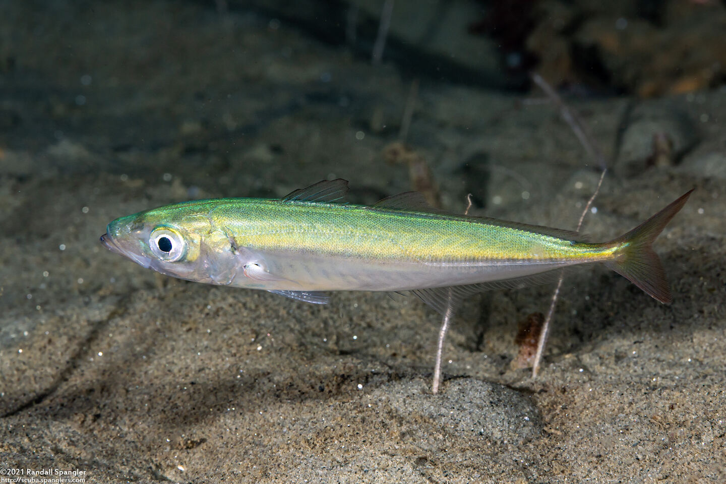 Trachurus symmetricus (Jack Mackerel)