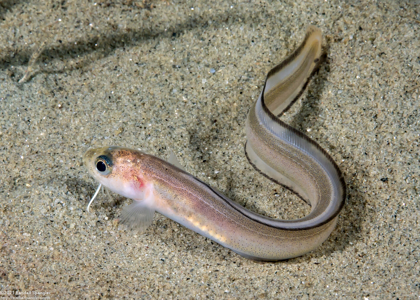 Ophidion scrippsae (Basketweave Cusk-Eel)