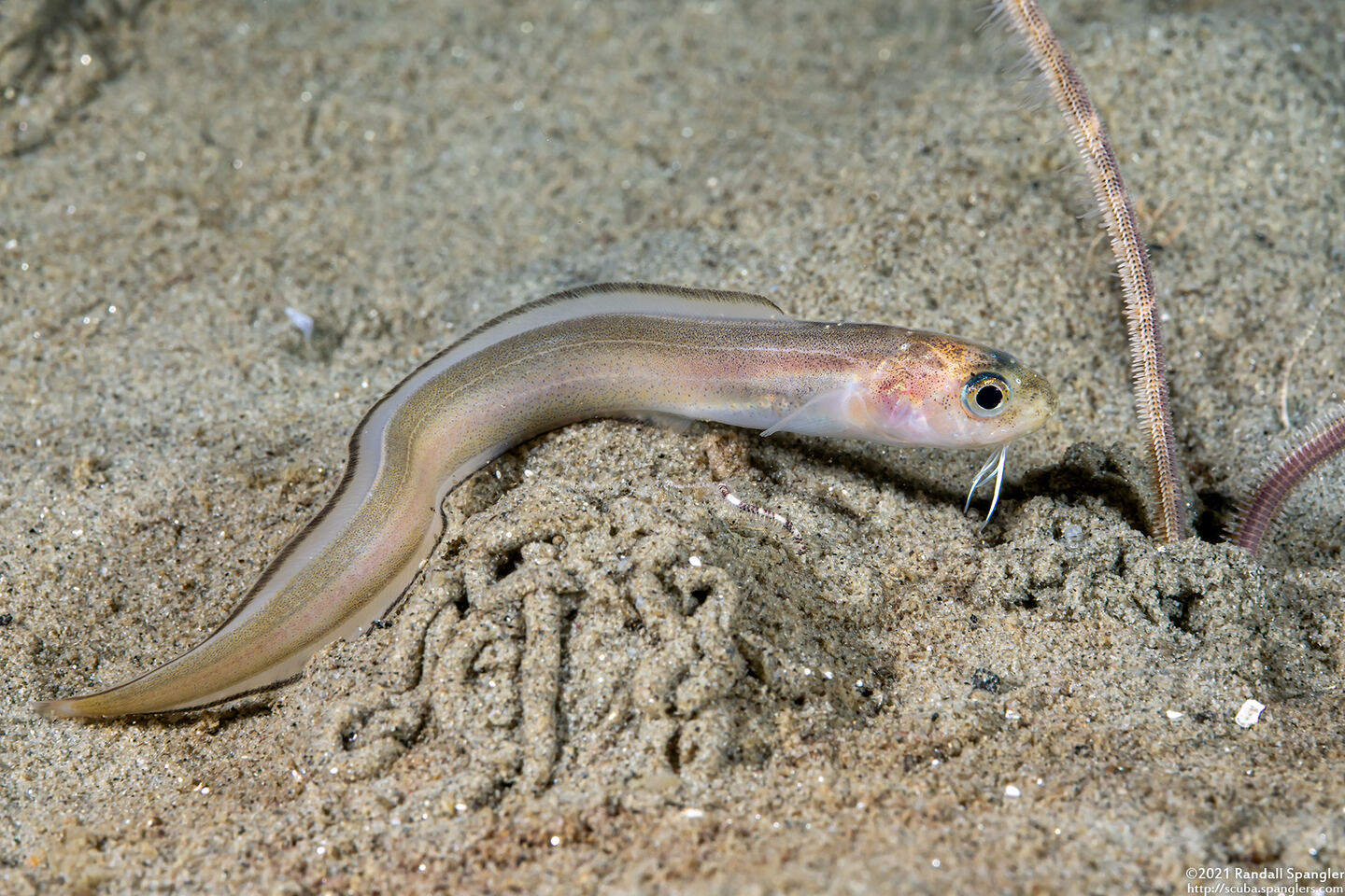 Ophidion scrippsae (Basketweave Cusk-Eel)