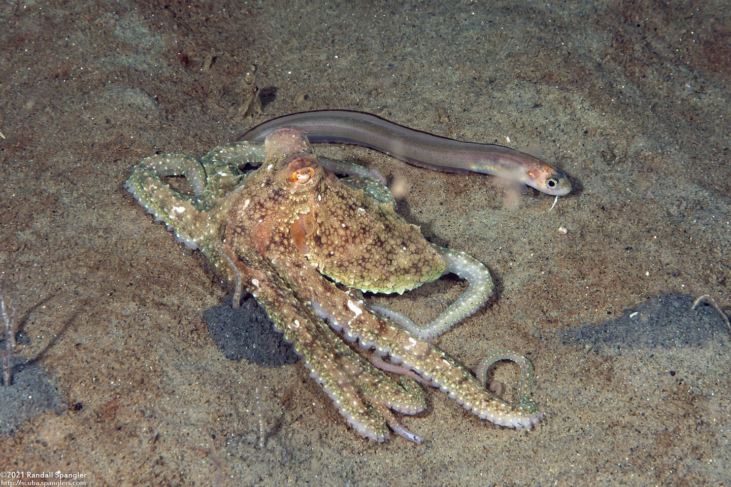Octopus rubescens (Red Octopus)