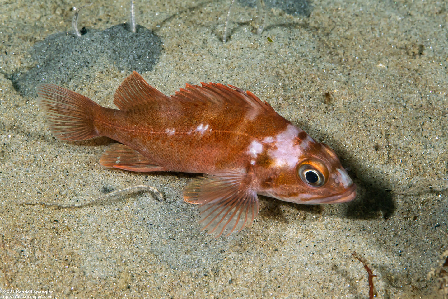 Sebastes carnatus (Gopher Rockfish)