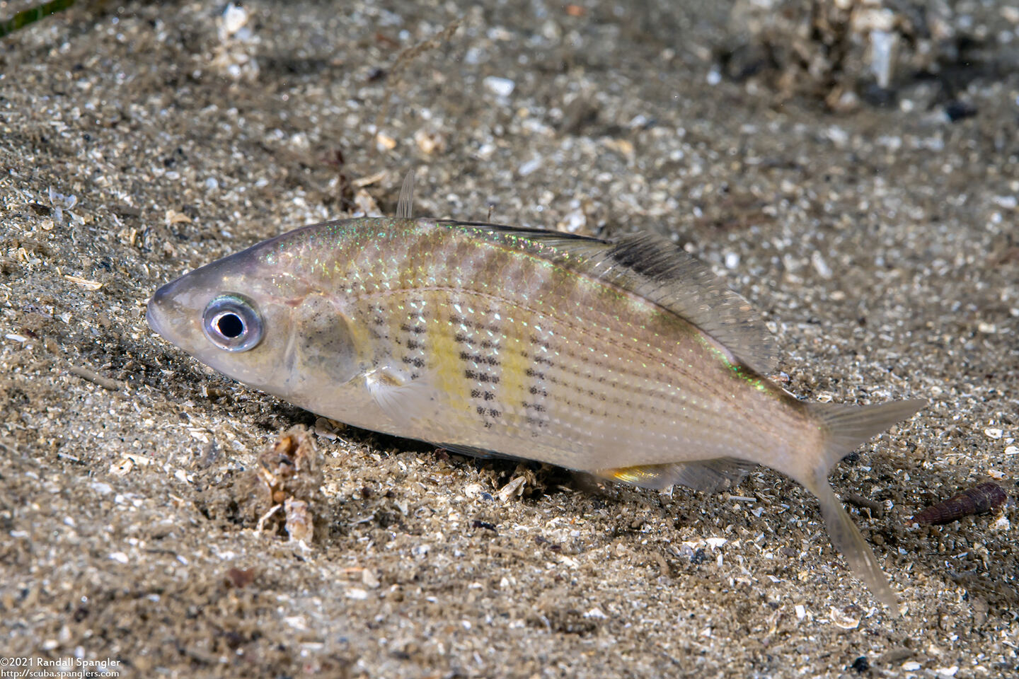 Cymatogaster aggregata (Shiner Perch)