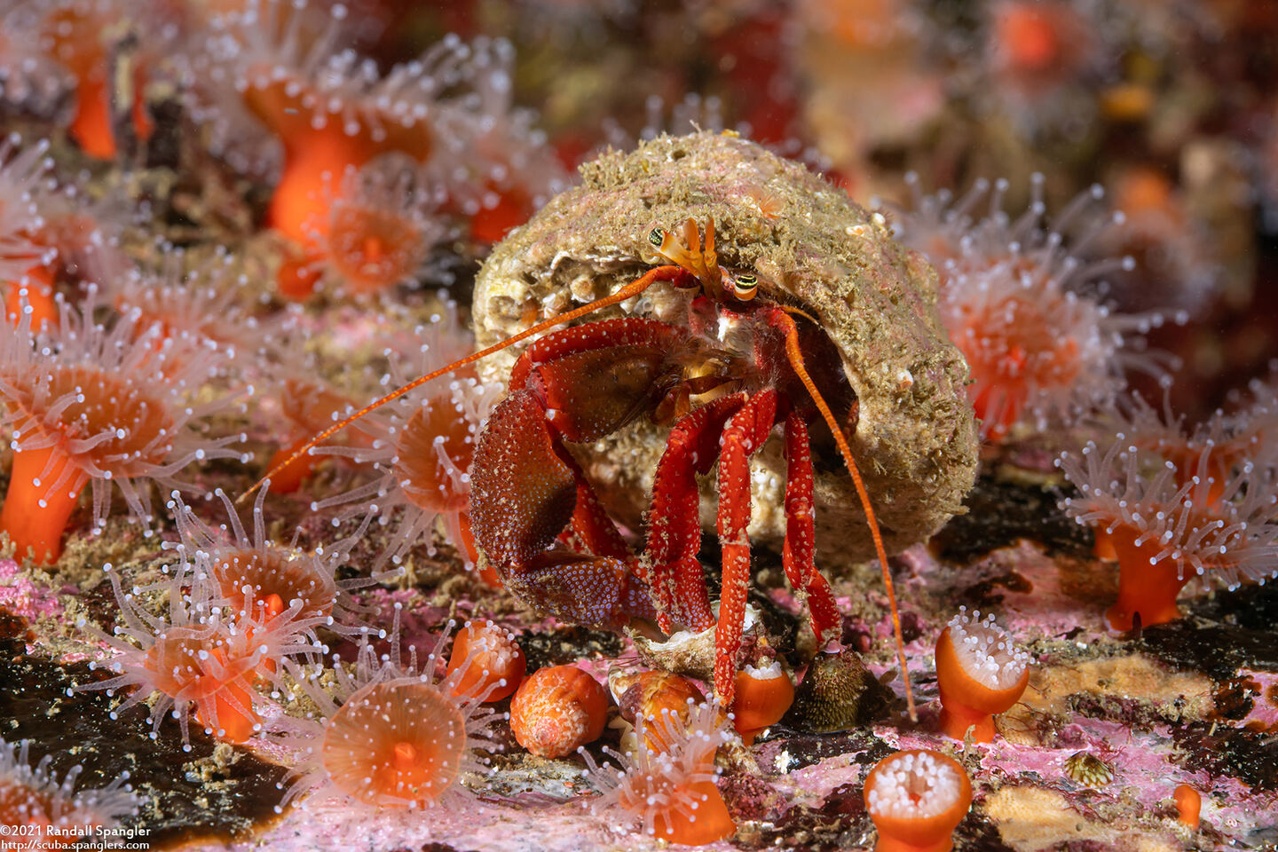 Pagurus hemphilli (Maroon Hermit Crab)