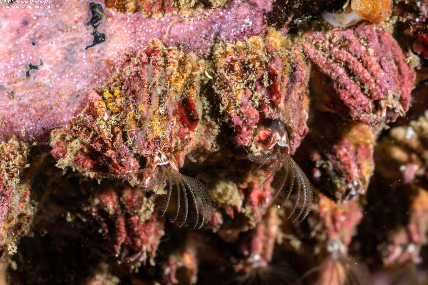 Tetraclita rubescens (Pink Acorn Barnacle)