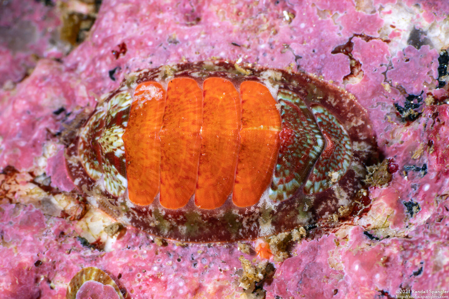 Dendrochiton flectens (Painted Dendrochiton)