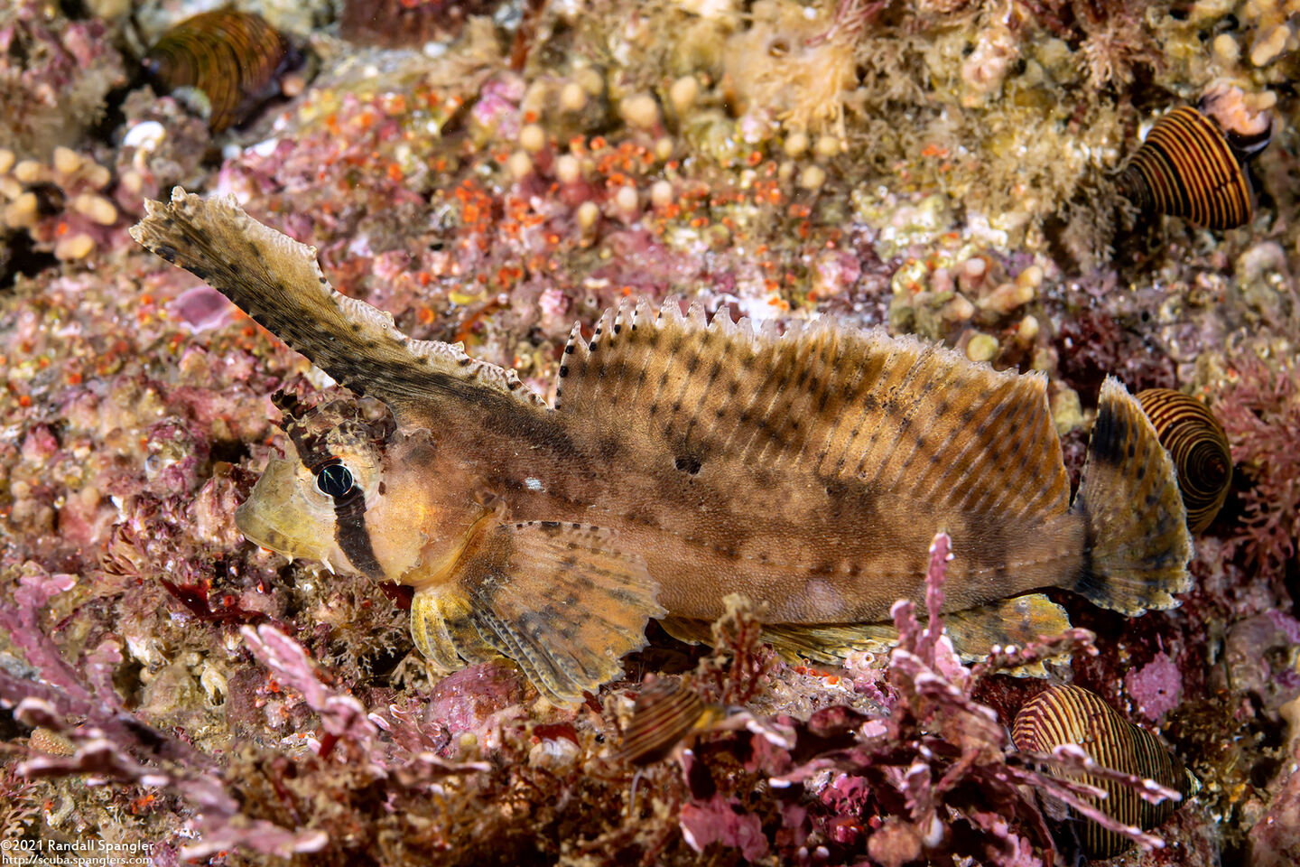 Nautichthys oculofasciatus (Sailfin Sculpin)