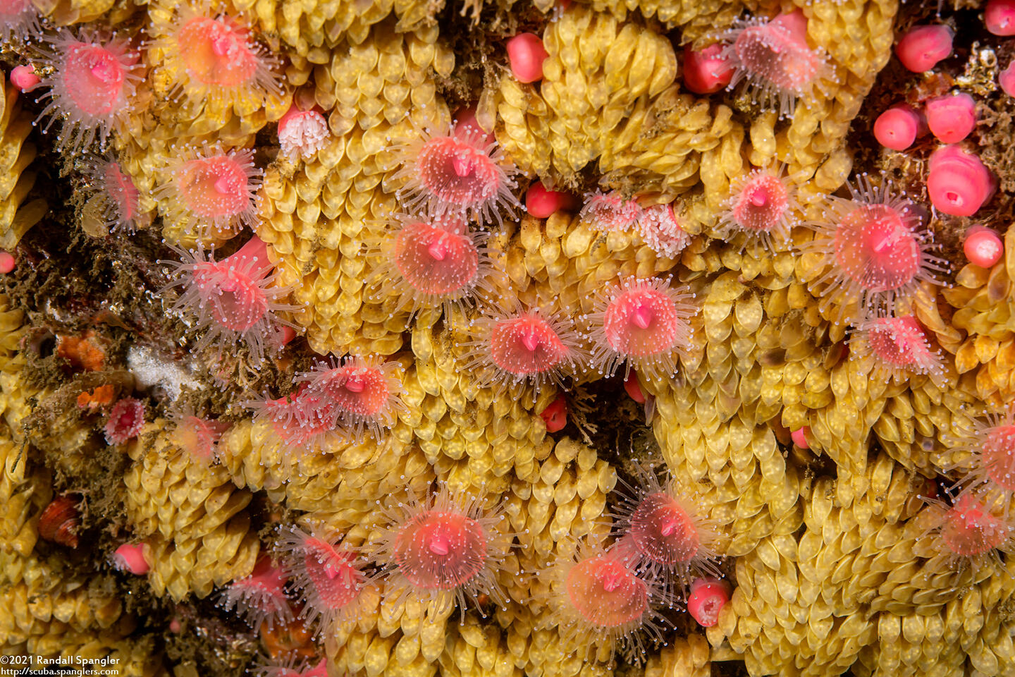 Corynactis californica (Club-Tipped Anemone); Club-tipped anemones and leafy hornmouth eggs