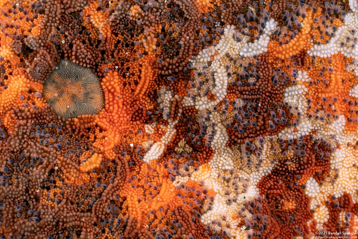 Patiria miniata (Bat Star); Close-up of back