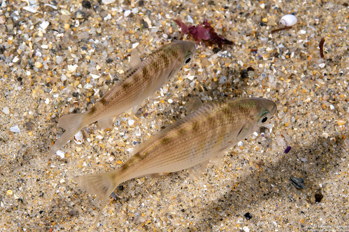 Cymatogaster aggregata (Shiner Perch)