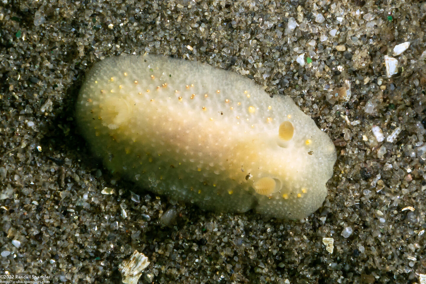 Cadlina modesta (Modest Cadlina)