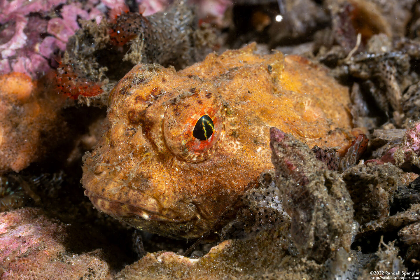 Enophrys taurina (Bull Sculpin)
