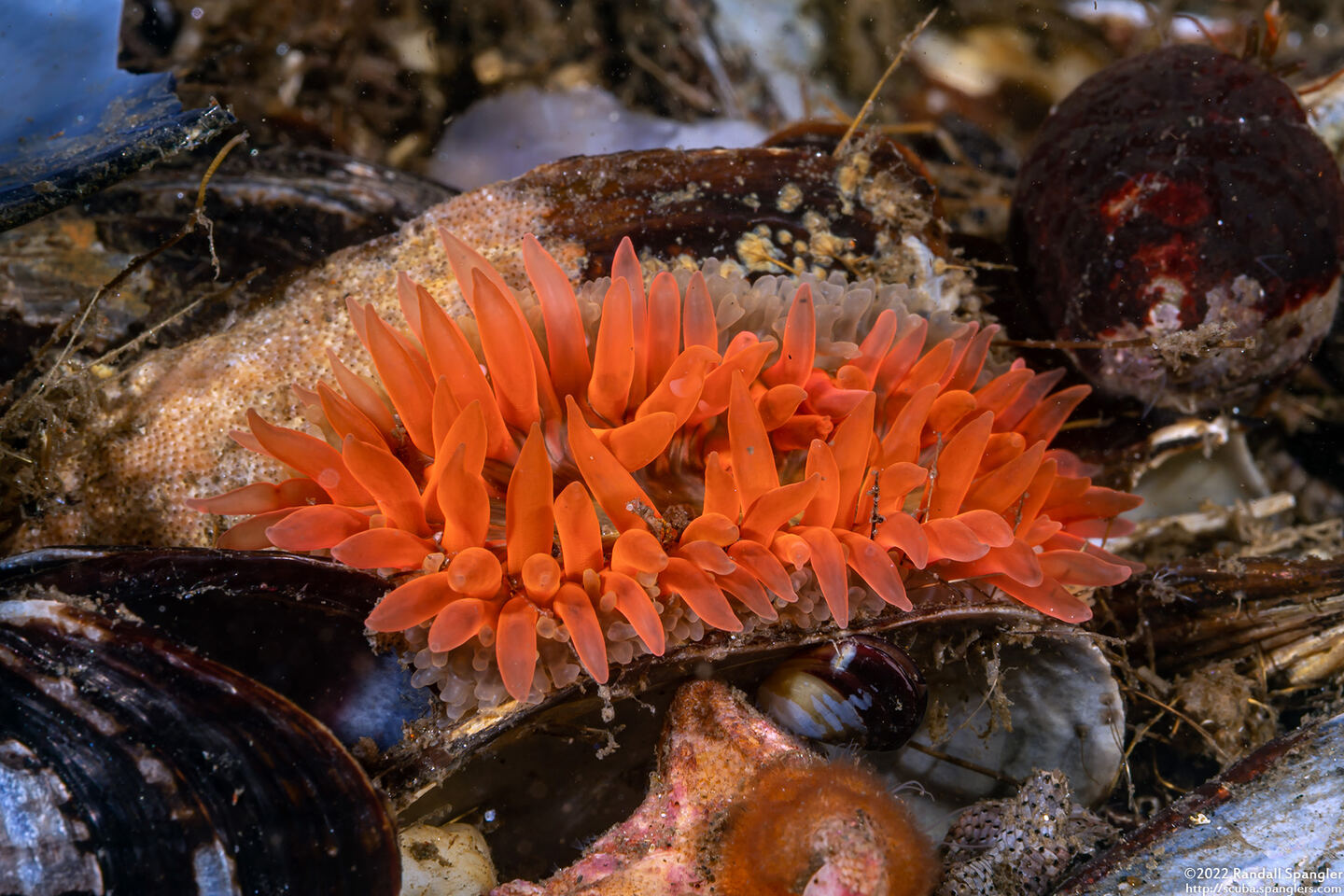 Anthopleura artemisia (Moonglow Anemone)