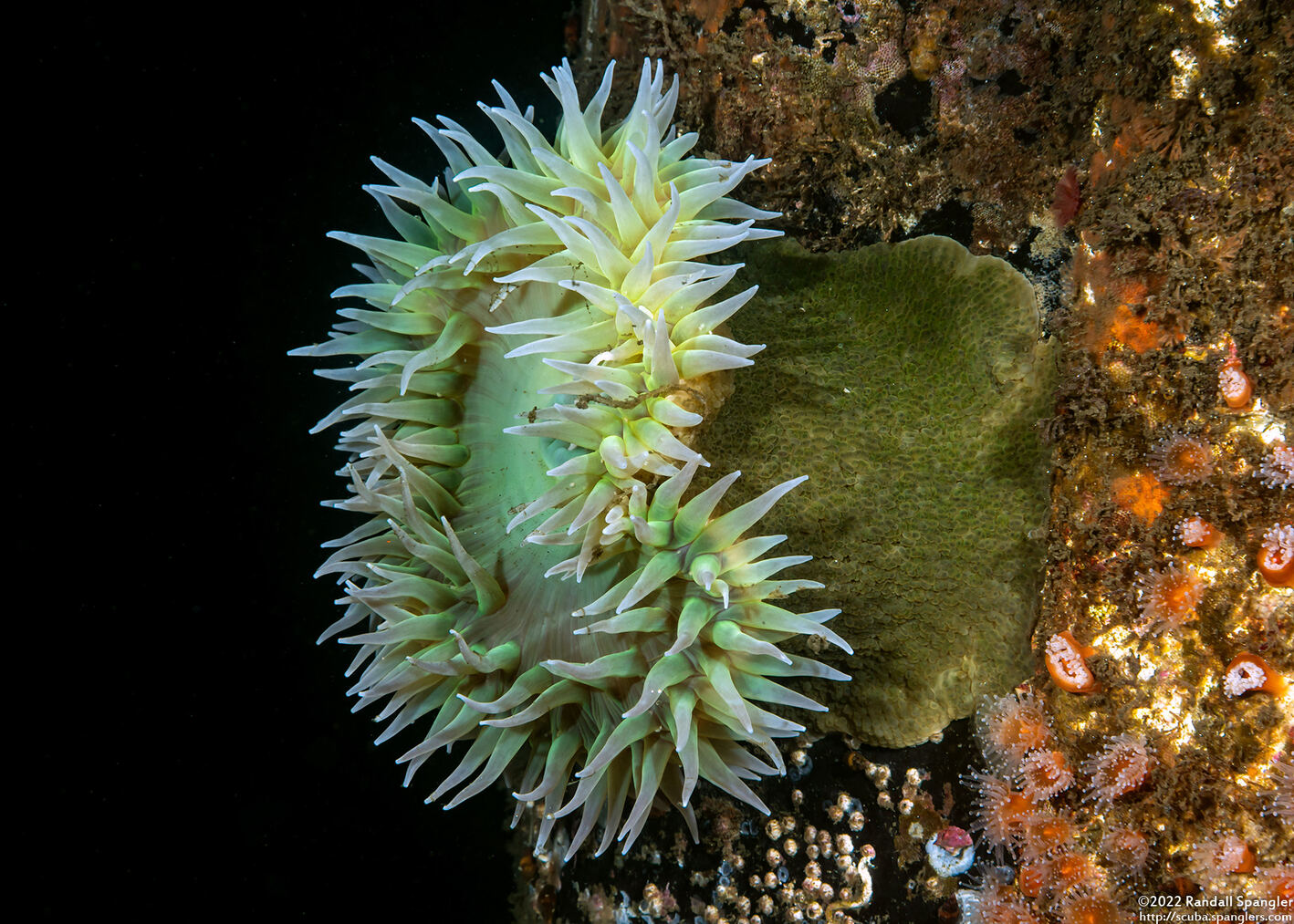 Anthopleura xanthogrammica (Giant Green Anemone)