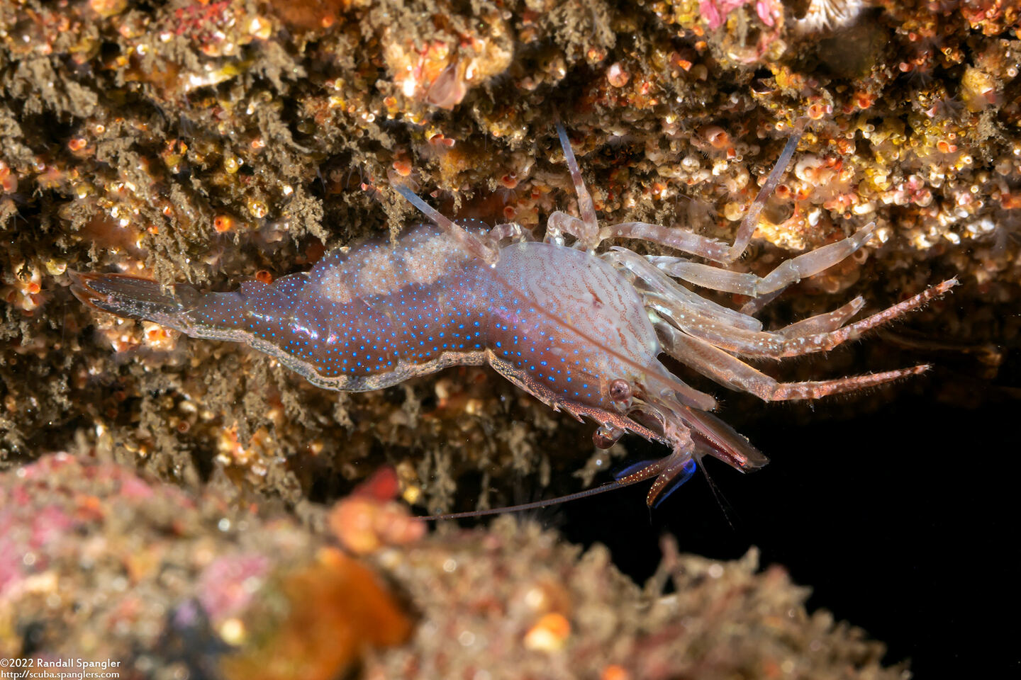 Heptacarpus palpator (Intertidal Coastal Shrimp)