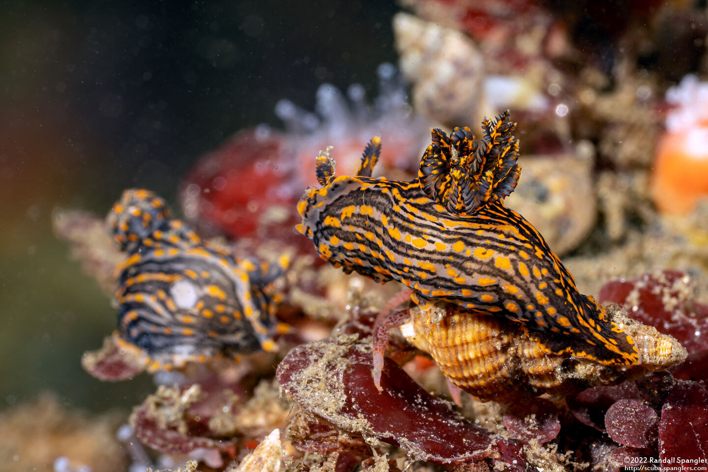 Polycera atra (Black Dorid)