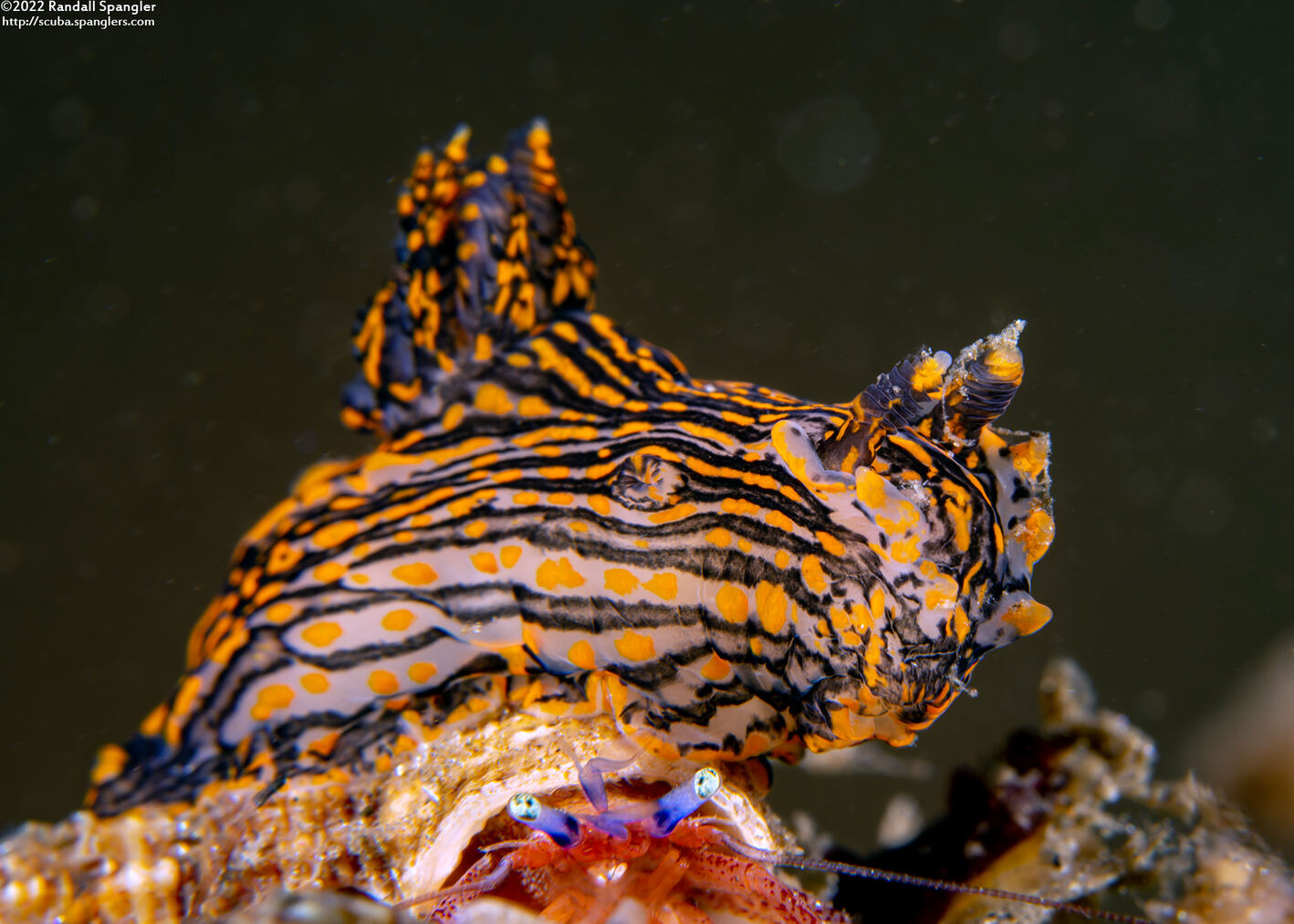Polycera atra (Black Dorid)