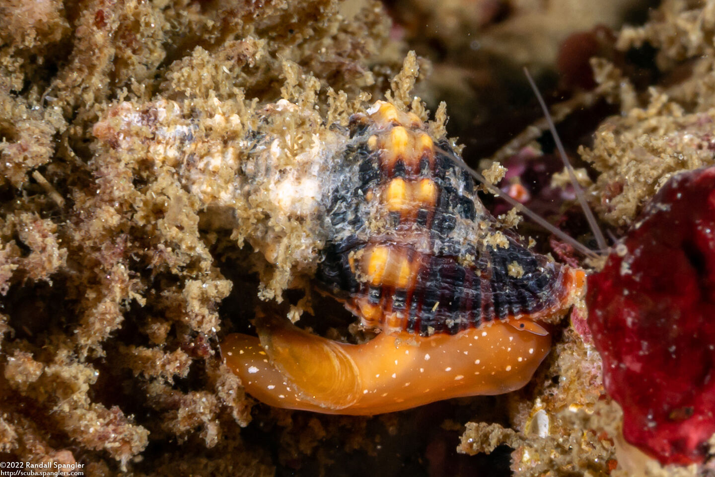 Hesperaptyxis luteopictus (Painted Spindle)