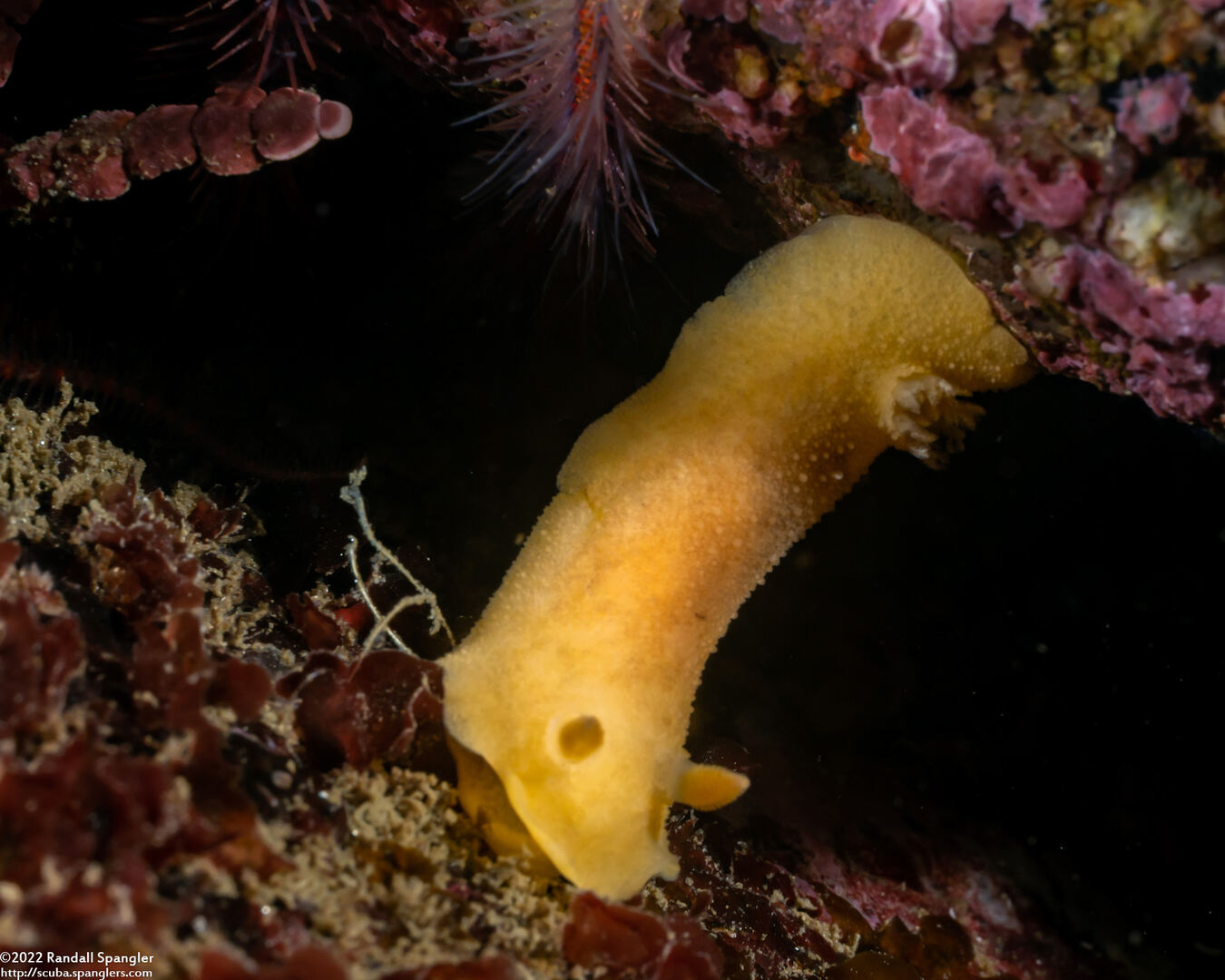 Geitodoris heathi (Heath's Dorid)