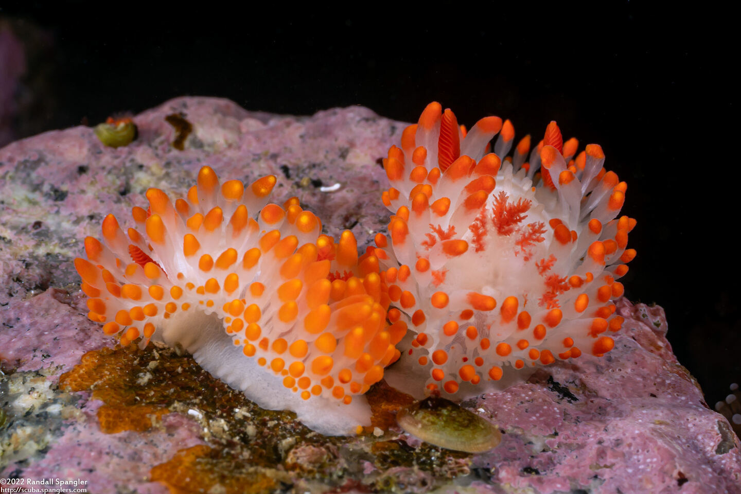 Limacia cockerelli (Cockerell's Dorid)