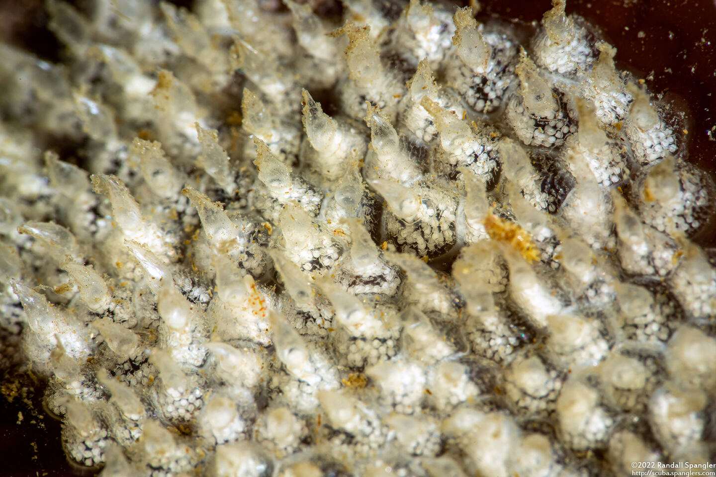 Amphissa versicolor (Variegate Amphissa)