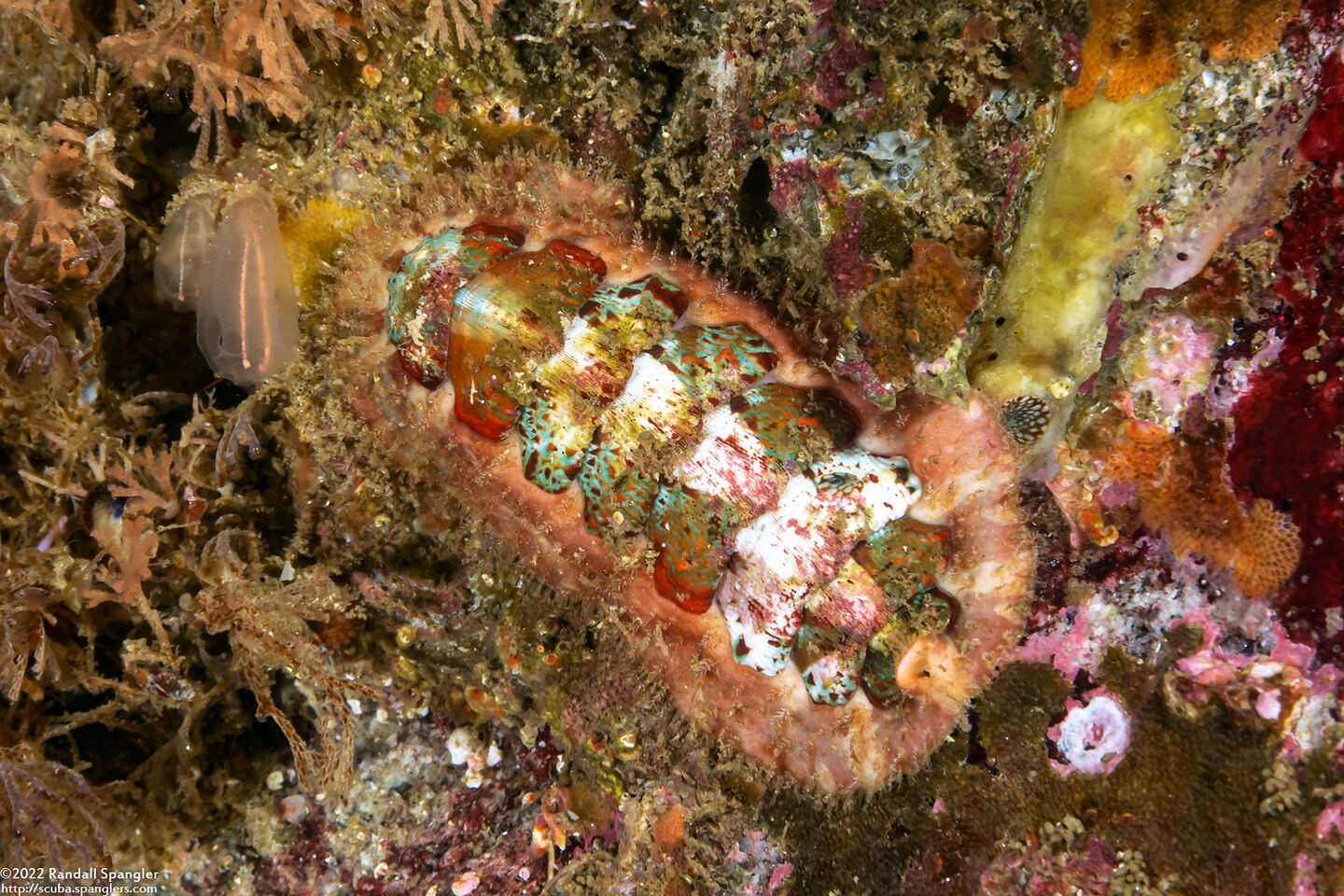 Mopalia spectabilis (Red-Flecked Mopalia)