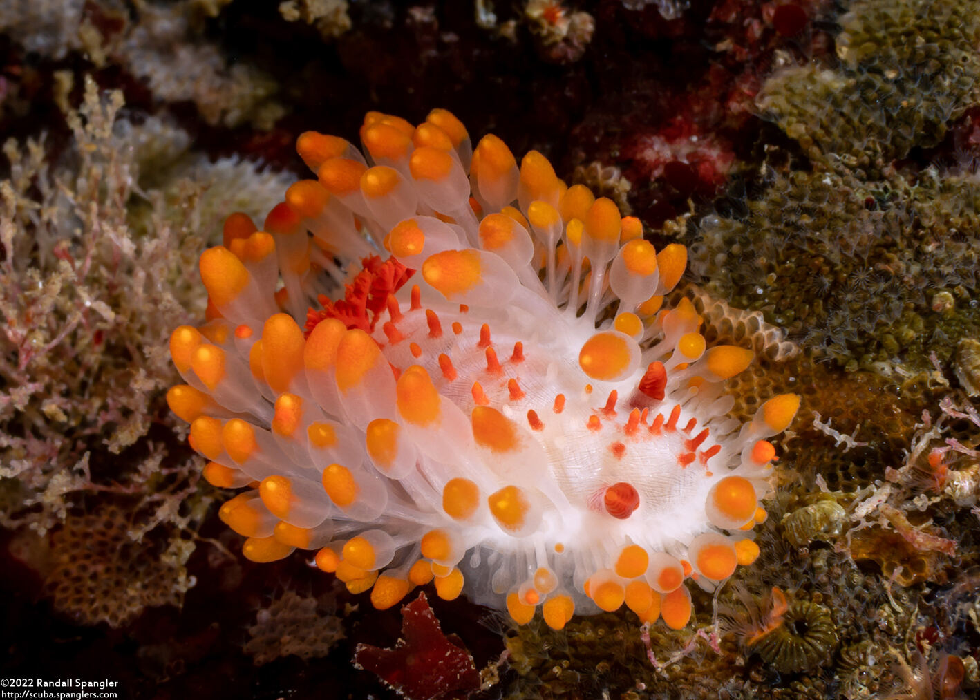 Limacia cockerelli (Cockerell's Dorid)