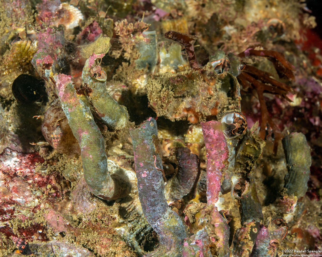 Thylacodes squamigerus (Scaled Wormsnail); Tubes exposed when a kelp holdfast died
